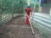 Cô giáo đang cuốc đất trồng rau